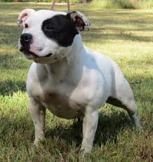 Stratfordshire Terrier Staffordshire Bull Terrier Puppies Staffordshire Bull Terrier Breeders Staffy Dog