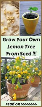 Ways To Grow Your Own Lemon Tree From Seed Lemon Tree From Seed Food Garden Plants