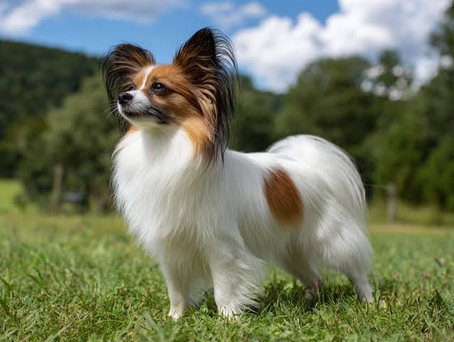 Papillon – price, traits and facts