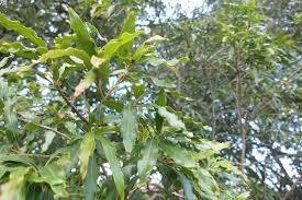 Image result for Faurea