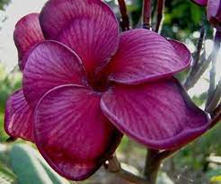 Description Plumeria Plants Plumeria Sp Which Are Also Known As Lei Flowers And Frangipani Are Actually Small Planting Flowers Fragrant Garden Frangipani