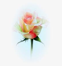 Fiori quanto a tinteggiare png free png images vector psd clipart templates from freepikpsd.com. Roses Pink Roze Rosa Fiore Disegni Matite Acquerellabili Free Transparent Png Download Pngkey