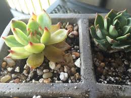 If your plant is not getting enough sun, its leaves may begin to turn yellow, and it may even stretch toward the light. How To Save A Succulent Whose Leaves Are Turning Yellow World Of Succulents