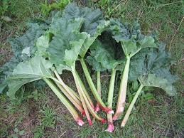 七ヶ浜町ゆかりの西洋野菜 ルバーブ 七ヶ浜町