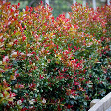 Image result for Eugenia natalitia