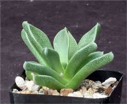 Image result for Nananthus