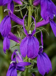 Image result for Lobelia welwitschii