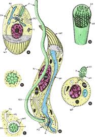 În 14 aprilie 2010 | anonim explică: Protozoan Parasites Springerlink