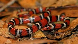Snakes there are 37 different species of snakes in north carolina, only six of which are venomous (see below for list of venomous species). How To Kill A Snake When You Re A Snake The Atlantic