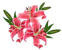 Pin On Vegyes Png Kepek