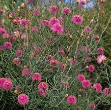 Image result for Melaleuca sp. A (Biegel 5741)