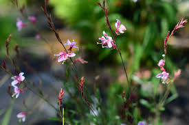 gaura lindheimeri siskiyou pink 山桃花 height 100cm flower july october sun half shadow gaura october sun flowers