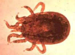 Image result for Trombicula autumnalis