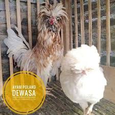 Ayam Poland Dewasa Sepasang Persiapan Kirim Pesanan Bapak Hamid Surabaya Silahkan Pesan Sekarang Kami Bisa Mengirimkan Animals Photo Rooster