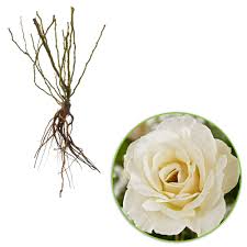 We did not find results for: Grossblutige Rose Rosa True Love Weib Wurzelnackte Pflanzen Winterhart Kaufen Bakker Com