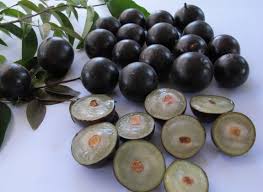 This dark and sweet fruit grows on an evergreen tree only native to south america. Jaboticaba California Tropical Fruit Tree Nursery
