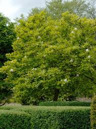 Saucer magnolias in my area have quite hefty trunks, indicating a planting from many years ago. Magnolia Soulangeana Saucer Magnolia Van Den Berk Nurseries