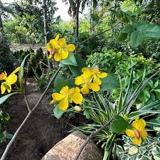 Image result for Ochna pretoriensis