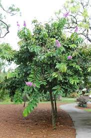The scientific name is lagerstroemia crape myrtle. Enh 502 St349 Lagerstroemia Speciosa Queens Crape Myrtle