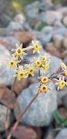 Image result for Tulbaghia friesii