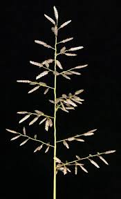Image result for Eragrostis moggii