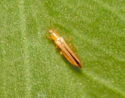 Image result for Onion Thrips