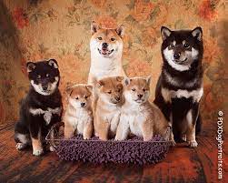 Maybe you would like to learn more about one of these? Shiba Inu Breeder Directory West Pacific My First Shiba Inu