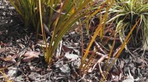 How to grow flowers at home without seeds. Plant Reproduction Without Seeds Science Learning Hub