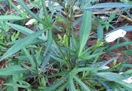 Image result for Vernonia thomsoniana