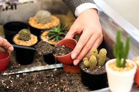 El saber regar correctamente es algo que se adquiere con la experiencia y tras el sacrificio de algunas plantas. Los Cactus Y Sus Cuidados En Interiores