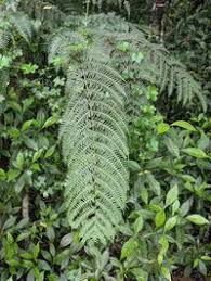 Image result for Pteris tripartita
