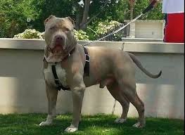 Los angeles, 2020 hollywood strip. Champagne Bully Puppies For Sale Pitbull Puppies