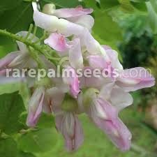 Image result for Gliricidia