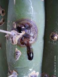 And you are using methods incorrectly. Cactus Sap Why Is My Cactus Oozing Sap