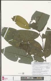 Image result for Monanthotaxis ferruginea