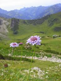 Tauben Skabiose Scabiosa Columbaria L Kleinwalsertal Sie Ist Immer Ofter Als Zierpflanze In Garten Zu Finden Und Wird Von V Skabiose Zierpflanzen Pflanzen