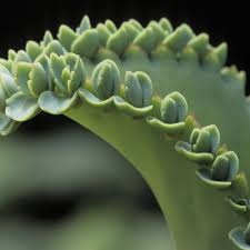 Some cones are male and some are female. Types Of Vegetative Propagation