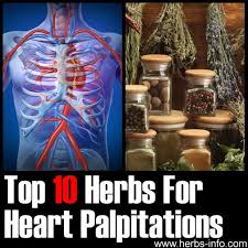 Herbs For Heart Palpitations Heart Palpitations Palpitations Herbs
