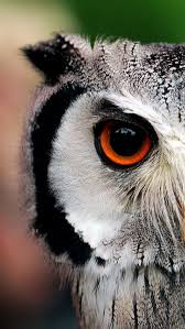 Bird With Big Eyes Name Owl Eye Owl Eyes Owl Nature Photography