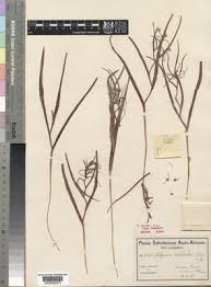 Image result for Camptorrhiza strumosa