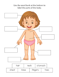 Vocabulary worksheet containing body parts vocabulary. Human Body Printables Bundle Gift Of Curiosity