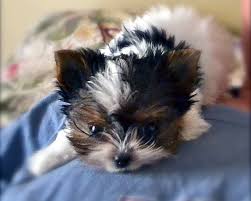 Teacup puppies for sale, las vegas, nevada. Teacup Parti Yorkie Puppies In Tn From Yorkies Of Northshore