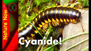 During periods of drought, millipedes have been known to feed on living plants where they get needed moisture from the leaves and roots. How To Get Rid Of Millipedes Naturally Fast And Easy Bugwiz