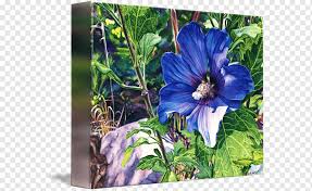 Bahkan banyak orang yang gemar menanam dan merawat bunga mawar di depan rumah maupun di pekarangan samping rumahnya. Galeri Bungkus Mawar Dari Tanaman Berbunga Sharon Violet Rose Leslie Ungu Selebriti Biru Png Pngwing