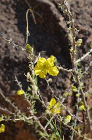 Image result for Rhigozum brevispinosum