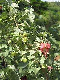 Image result for Abutilon austro-africanum