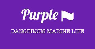 In fact, it's one of the only colors that colorblind people can easily identify. What Does A Purple Flag Mean On The Beach West End Pcb