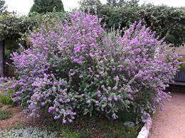 If you'd like to learn more about growing texas mountain laurels in the landscape, the following article can help get you started. Leucophyllum Frutescens Aka Cenizo Purple Sage Texas Ranger Texas Barometer Bush Texas Silverleaf Texas Sage Scroph Plants Texas Sage Ornamental Plants