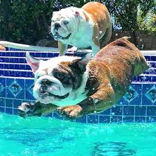 French bulldogs cannot swim on their own. Its Time To Swim Bulldogs