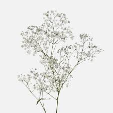 Schleierkraut Weiss Schleierkraut Hochzeit Blumendekorationen Hochzeitsgestecke